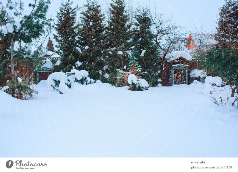 winter snowy garden view with conifers Beautiful Winter Snow Garden Gardening Nature Landscape Plant Weather Snowfall Tree Wood Cold White Tradition Seasons