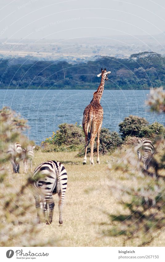 wildlife Kenya Africa Giraffe Zebra 4 Animal Stand Blue Brown Colour photo Exterior shot Deserted Copy Space top Day