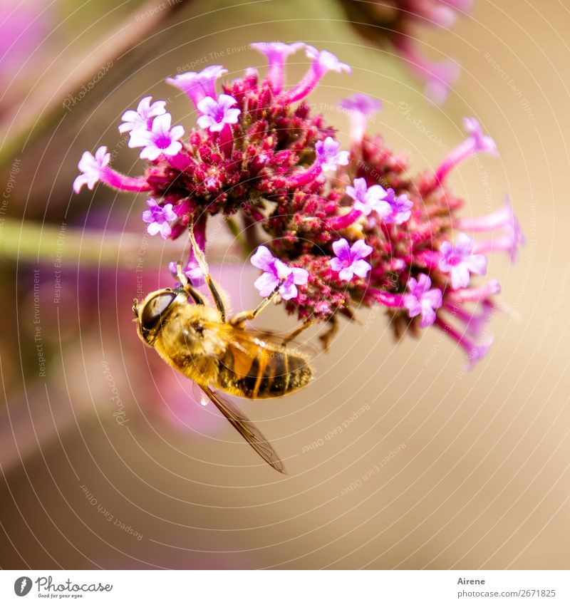 Trash! 2018 | suspended Flower Honey flora Ornamental plant Bee Work and employment Fragrance Hang Crawl Gold Pink Emotions Spring fever To enjoy