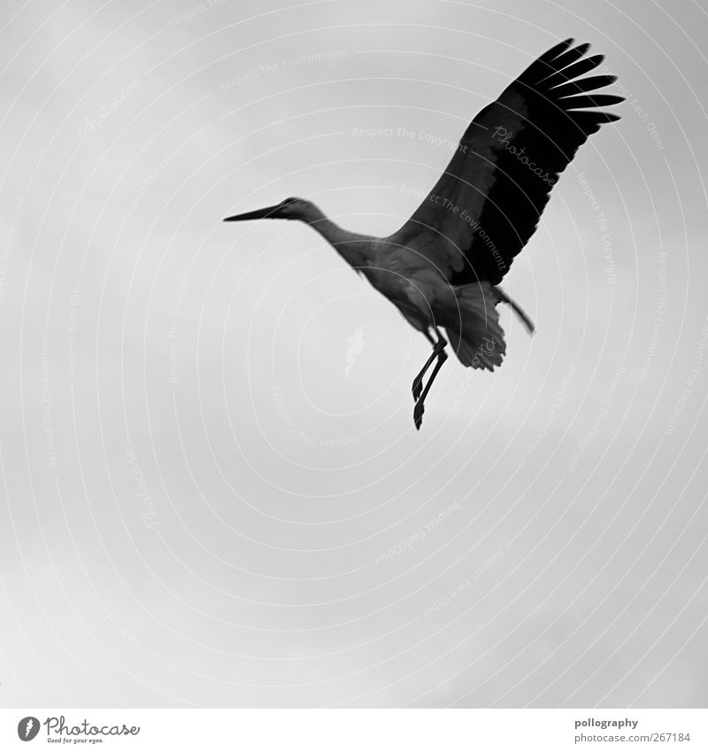 Attention low fliers! Air Clouds Spring Bad weather Animal Wild animal Stork 1 Freedom Metal coil Wing Beak Feather Geranium Black & white photo Exterior shot
