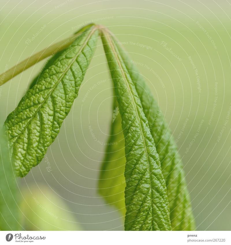 chestnut Environment Nature Plant Tree Leaf Wild plant Gray Green Chestnut tree Chestnut leaf Rachis Leaf green Fresh Colour photo Exterior shot Deserted