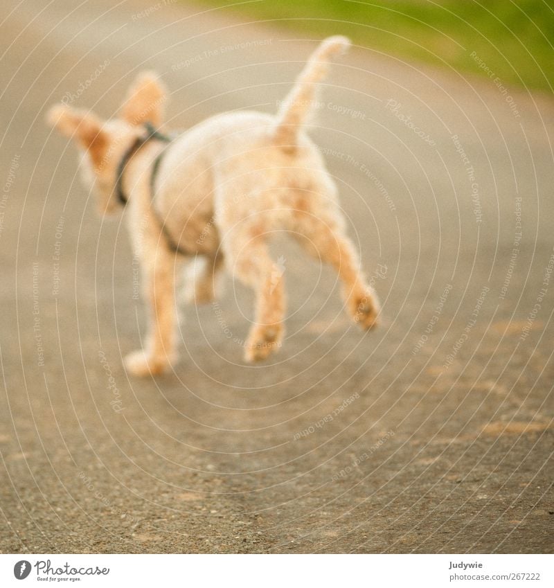 Jump into the Blur Environment Nature Spring Summer Autumn Field Overland route Animal Pet Dog Poodle Hunting Walking Running Playing Free Cute Yellow Emotions
