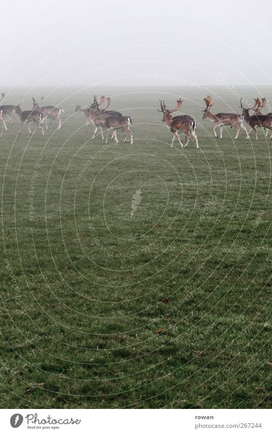 flashing by Environment Nature Plant Animal Bad weather Storm Fog Grass Meadow Field Wild animal Herd Dark Cold Deer Roe deer Antlers Vension Colour photo