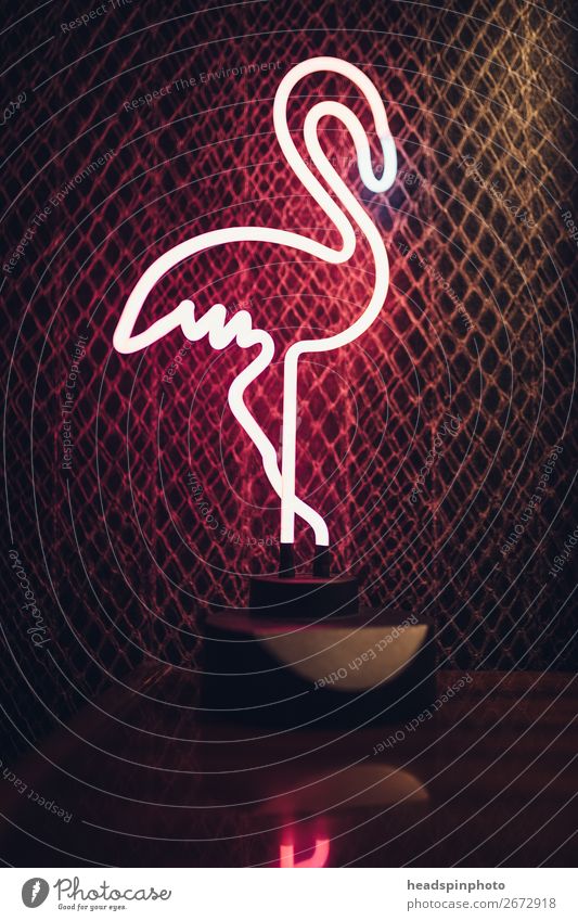 Pink neon lamp in the shape of a flamingo against a dark background Lifestyle Night life Lounge Animal Bird Flamingo 1 Joy Moody Vacation & Travel