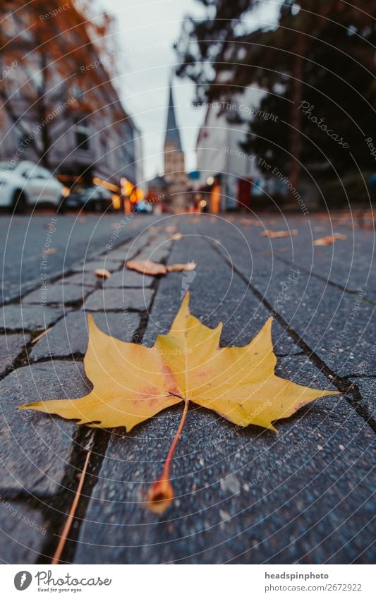 Yellow autumn leaf on the street points to Bonn Cathedral Nature Autumn Leaf Germany Street Brown Town Bonn minster Maple tree Maple leaf American Sycamore