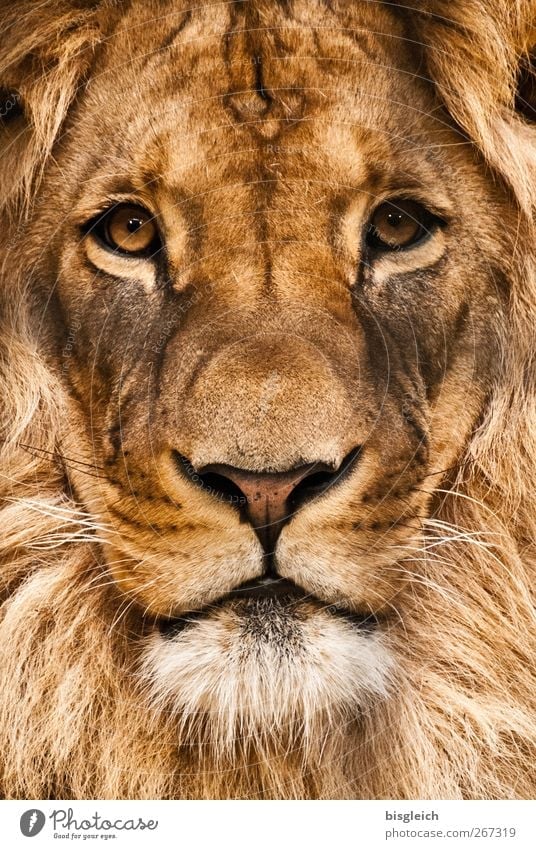 lion Animal Wild animal Animal face Zoo Lion Lion's mane Eyes 1 Looking Soft Brown Power Willpower Might Brave Pride Colour photo Exterior shot Deserted Day