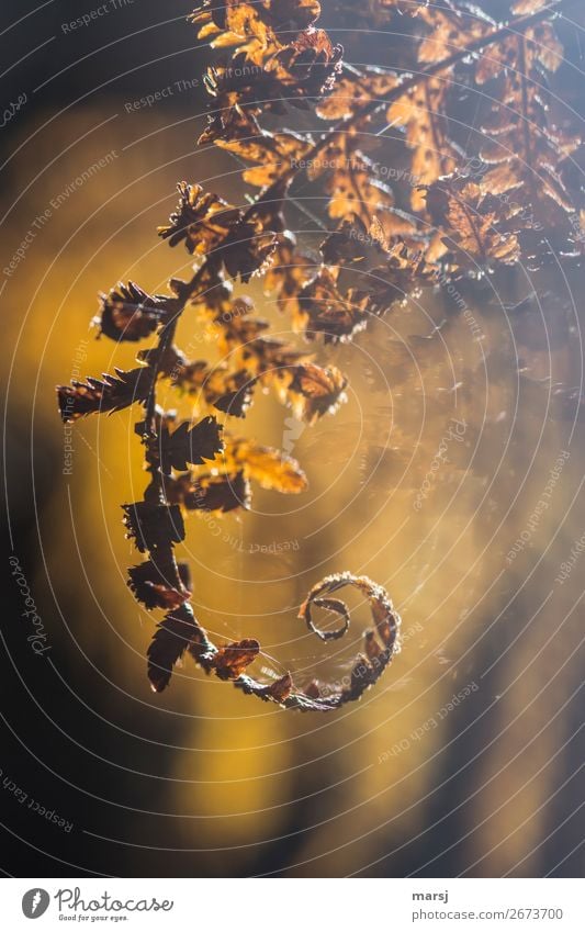 Autumnal Ringing Fern Wild plant Cobwebby Illuminate Exceptional Elegant Dream Sadness Surrealism Rotated Spiral Gold autumn gold Colour photo Subdued colour