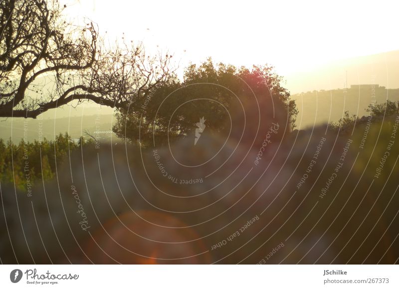 summer Harmonious Calm Far-off places Summer Environment Landscape Sky Sunlight Beautiful weather Tree Bushes Meadow Mountain Esthetic Beginning Relaxation