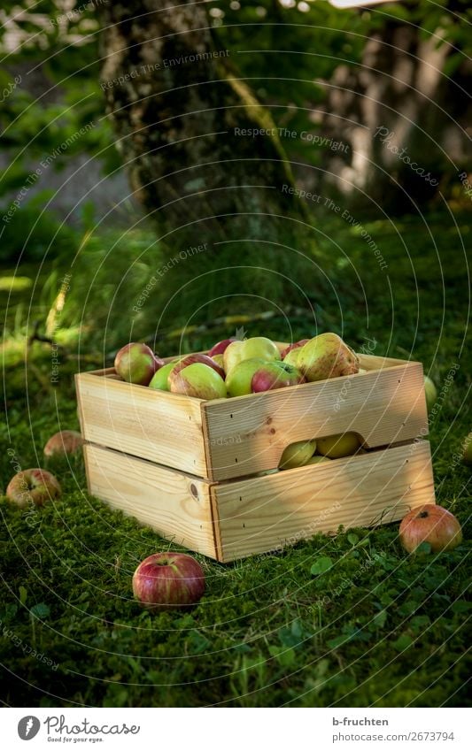 orchard meadow, apple harvest Food Fruit Apple Organic produce Vegetarian diet Healthy Eating Gardening Agriculture Forestry Box Work and employment Select