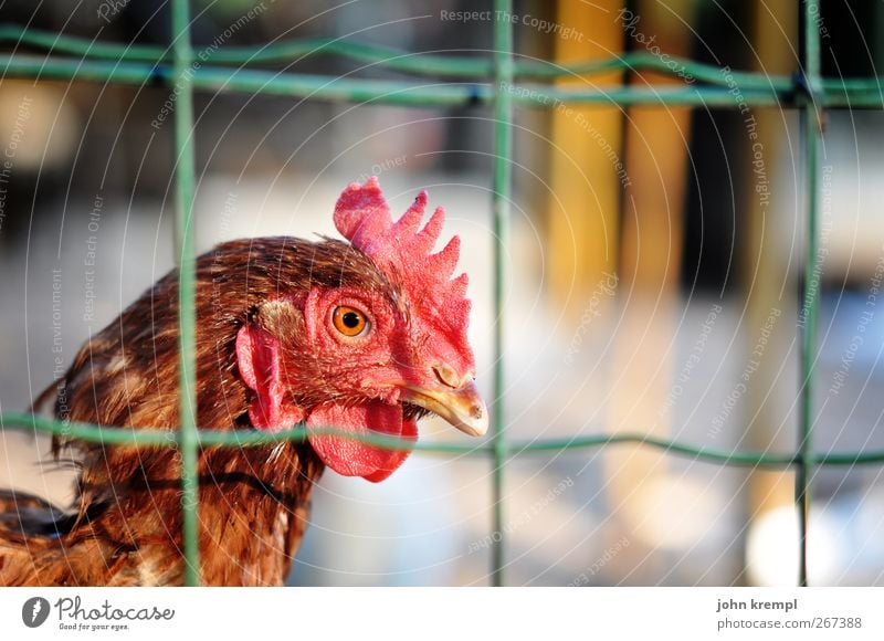 chicken run Rooster 1 Animal Observe Looking Stand Red Compassion Sadness Loneliness Survive Surveillance Environmental protection Fence Wire netting fence