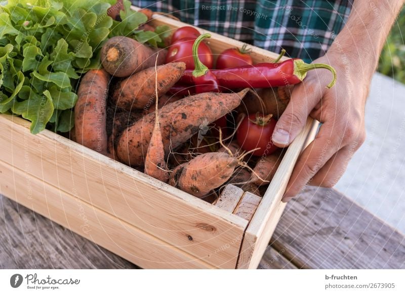 freshly harvested vegetables in a wooden box Food Vegetable Lettuce Salad Organic produce Vegetarian diet Healthy Eating Agriculture Forestry Trade Man Adults
