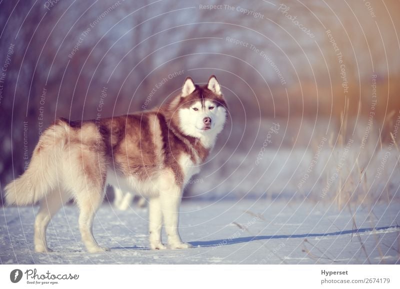 Red dog standing in winter forest Hunting Winter Snow Snowfall Tree Dog Stand Wait Brown White calm walking wood cold Frost Husky Posture siberian husky