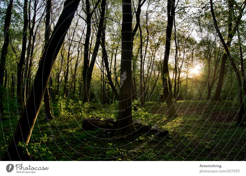 Evening in the forest Environment Nature Landscape Sky Sun Spring Summer Weather Beautiful weather Warmth Plant Tree Grass Bushes Moss Leaf Foliage plant Garden