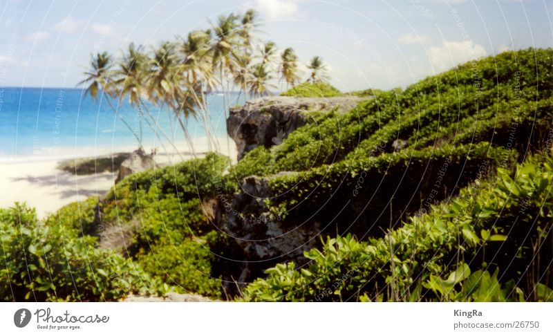 hidden beach Beach Palm tree Green Ocean Turquoise South America Water