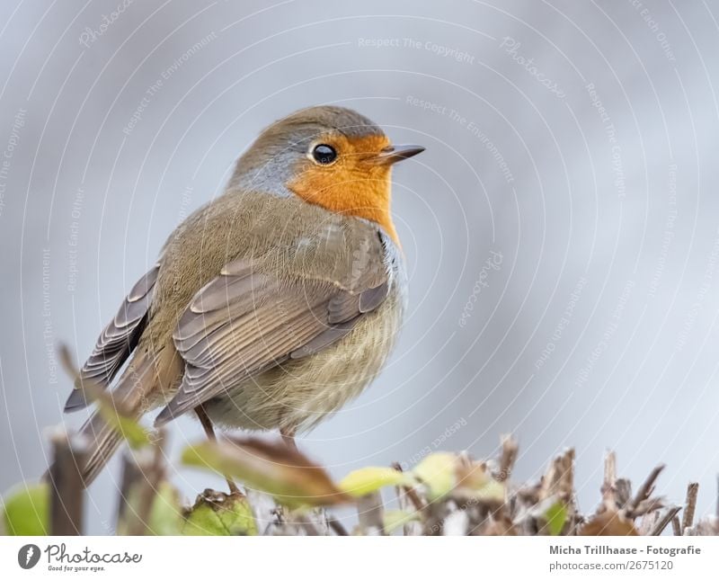 Redthroat Portrait Nature Animal Sky Sunlight Beautiful weather Bushes Wild animal Bird Animal face Wing Claw Robin redbreast Beak Feather Eyes 1 Observe