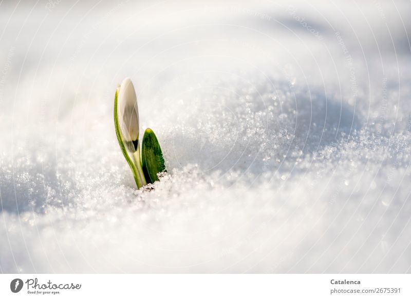 Tentative beginning; the bud of a snowdrop fights its way through the snow cover Winter Snow Nature Plant Spring Ice Frost Flower Leaf Blossom Snowdrop