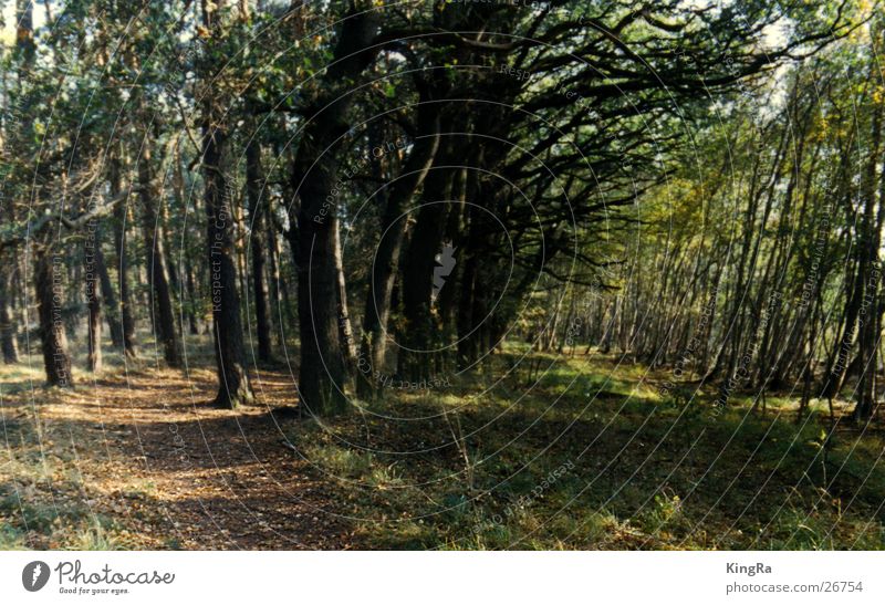 fork Forest Tree Curved Green Arch Beautiful weather