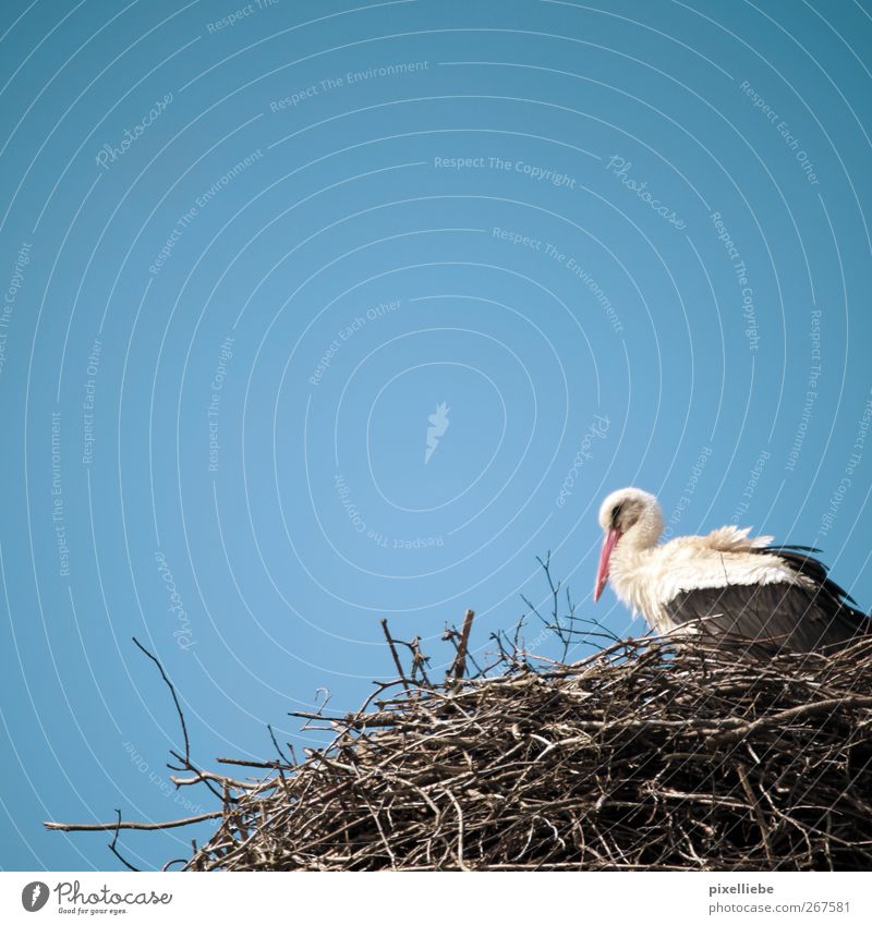 Mom, where did the kids come from? Nature Animal Cloudless sky Spring Beautiful weather Bird Wing 1 Wood Rutting season Flying Crouch Sit Spring fever Trust