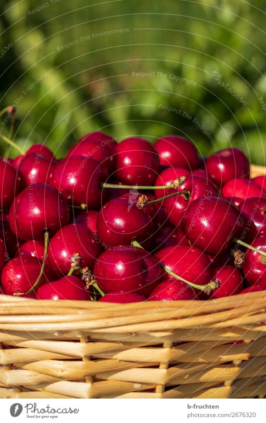 Fresh cherries Food Fruit Organic produce Vegetarian diet Drinking water Healthy Eating Gardening Agriculture Forestry Summer Select Red Cherry Wickerwork