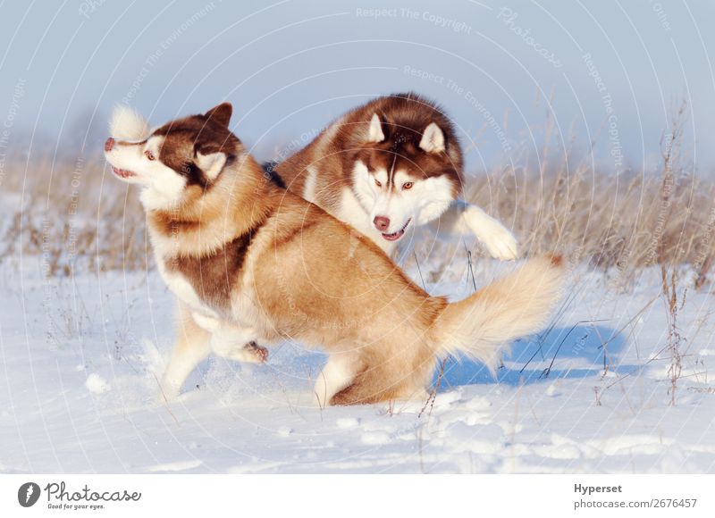 cute huskies puppies in snow