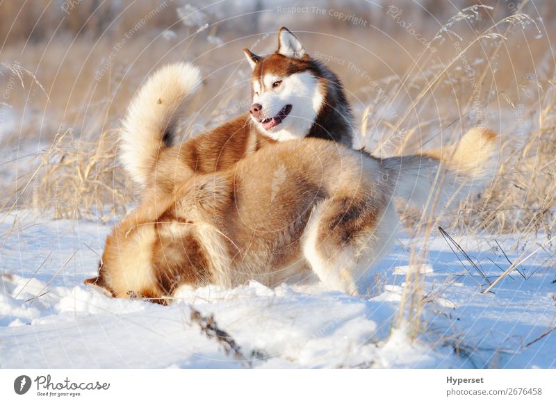 Playing dogs on snow. Husky dogs jump, bite, fight. Friendly two siberian  husky dogs. Stock Photo