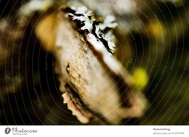 branch Environment Nature Plant Tree Bushes Moss Brown Green Black White Breakage Branch Tree bark Lichen Wood Twig Blur Focal point Colour photo Exterior shot