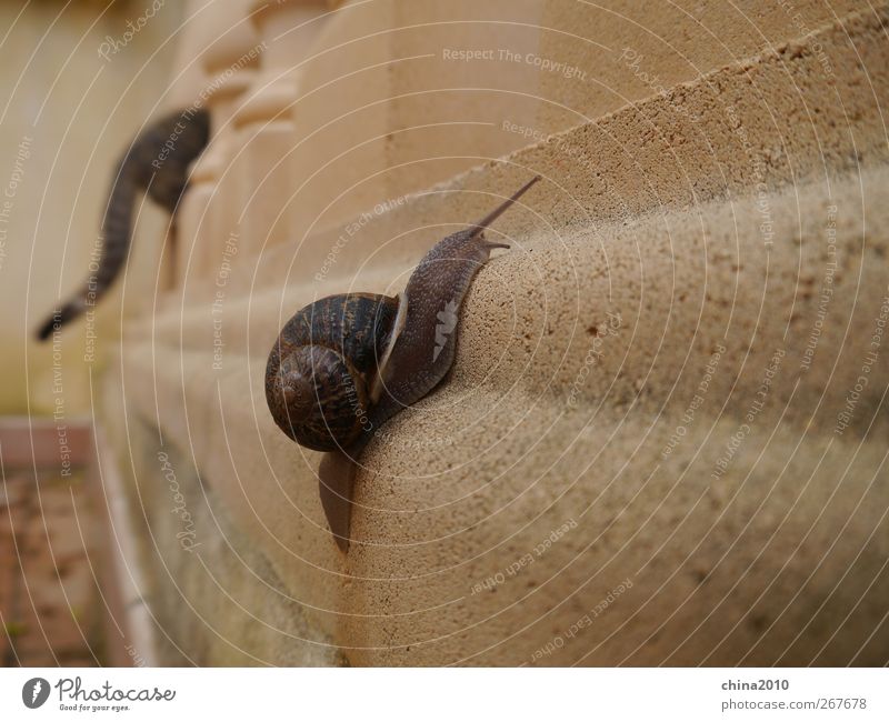 Race cat - snail Animal Cat Snail 2 Stone Running Success Healthy Athletic Bravery Power Determination Trust Love of animals Self Control Effort Bizarre Speed