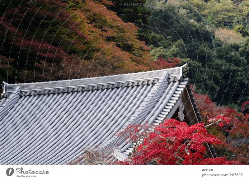 Japanisches Tempeldach / Japanese temple roof in autumn Vacation & Travel Mountain Garden Wallpaper Architecture Culture Nature Autumn Tree Leaf Foliage plant