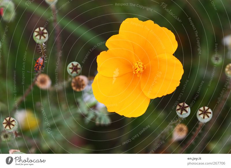 yellow Plant Flower Blossom Wild plant Meadow Beetle 1 Animal Blossoming Fragrance Illuminate Faded Growth Beautiful Kitsch Natural Yellow Green Emotions