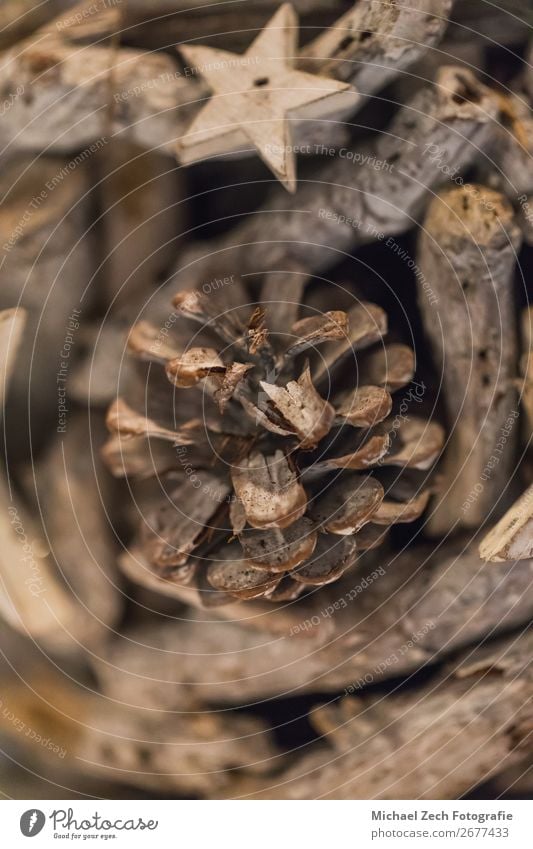 Close up of a pinecone decoration on a plant pot Pot Winter Decoration Nature Plant Tree Forest Natural Brown White Pine cone needles background Spruce spiny