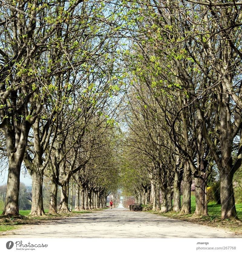 avenue Nature Landscape Elements Spring Climate Climate change Beautiful weather Tree Park Fresh Perspective Symmetry Lanes & trails Tunnel vision Footpath