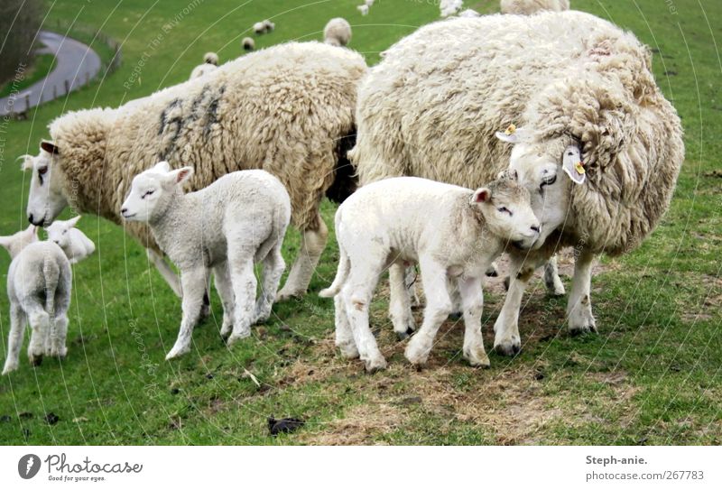 sheep mother Farm animal Sheep Flock Herd Baby animal Animal family Authentic Friendliness Together Happy Cute Trust Safety Safety (feeling of) Agreed Sympathy