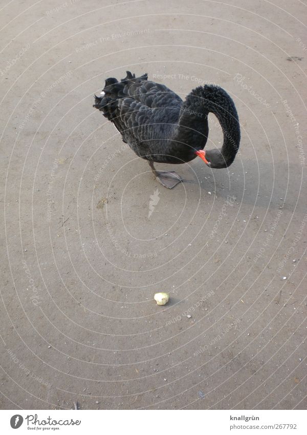 search for food Animal Swan Black Swan 1 Feeding Stand Gray Curved Bird Colour photo Exterior shot Deserted Copy Space left Copy Space top Copy Space bottom