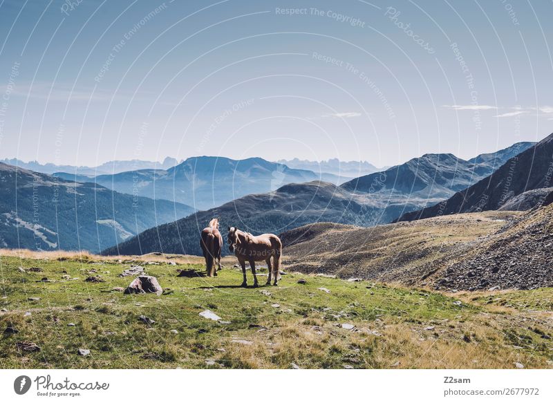 Horses in the South Tyrolean Alps Hiking Climbing Mountaineering Nature Landscape Summer Beautiful weather 2 Animal Stand Esthetic Elegant Sustainability