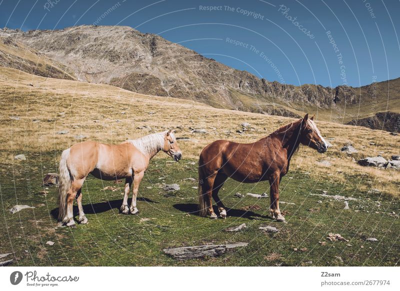 Horses on the South Tyrolean Hirzer | E5 crossing the Alps Hiking Climbing Mountaineering Nature Landscape Summer Beautiful weather Meadow Peak 2 Animal Stand