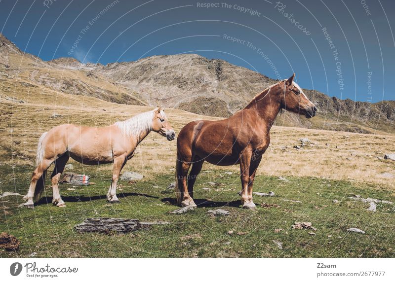 Horses in the South Tyrolean Alps Hiking Climbing Mountaineering Nature Landscape Summer Beautiful weather Meadow Animal 2 Stand Happy Sustainability Natural