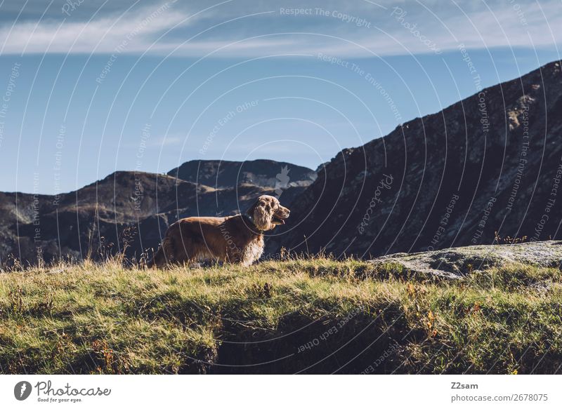Dog on mountain tops Hiking Climbing Mountaineering Nature Landscape Cloudless sky Summer Beautiful weather Meadow Alps Observe Relaxation Looking Happy Natural