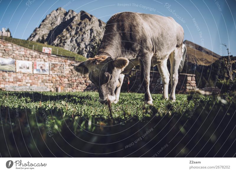 South Tyrolean cow Vacation & Travel Mountain Hiking Environment Nature Landscape Cloudless sky Summer Beautiful weather Rock Alps Farm animal Cow To feed Stand
