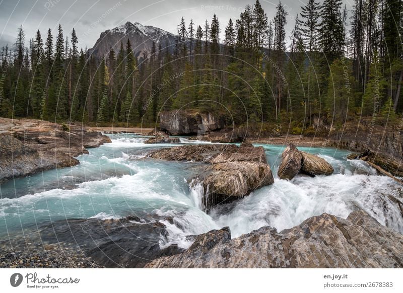 natural bridge Vacation & Travel Trip Mountain Nature Landscape Forest Rock River bank Kicking Horse Waterfall Wild Adventure Climate Tourism Canada