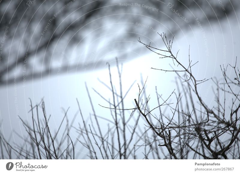 Galhos Winter Environment Nature Plant Autumn Bushes Colour photo Exterior shot Detail Abstract Deserted Day Silhouette Twig Branchage Back-light