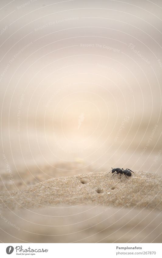 Ant on sand Beach Ocean Nature Animal Earth Sand 1 Magnifying glass Gigantic Uniqueness Cute Bravery Self-confident Optimism Success Power Willpower Might