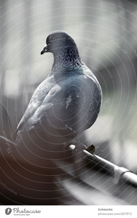pigeon blue Roof Eaves Animal Bird Pigeon 1 Blue Dove gray Grating Eyes Beak Departure Feather Stripe Looking Blue tint Colour photo Subdued colour