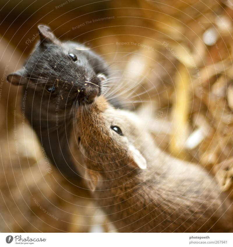 brotherly love Animal Pelt Pet Mouse Animal face 2 Pair of animals Crawl Kissing Exceptional Friendliness Cute Brown Black Sympathy Love of animals