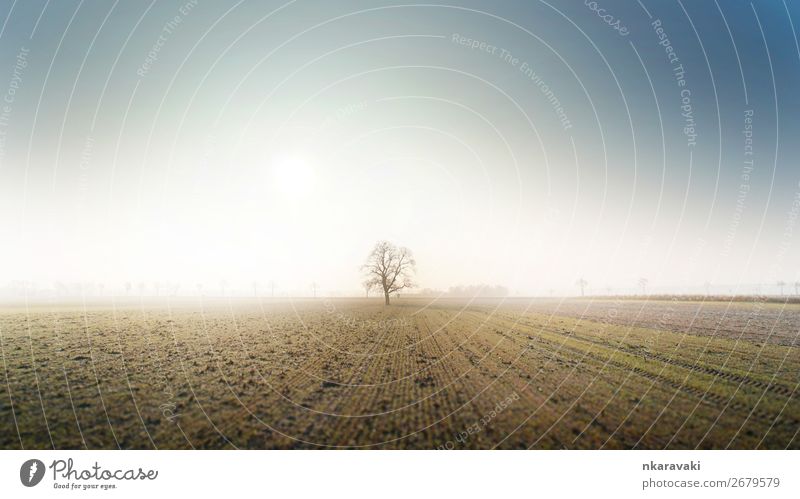 Tree in an Autumn Morning Fog Landscape Earth Cloudless sky Field Willpower Loneliness Colour photo Exterior shot Deserted Sunlight Wide angle