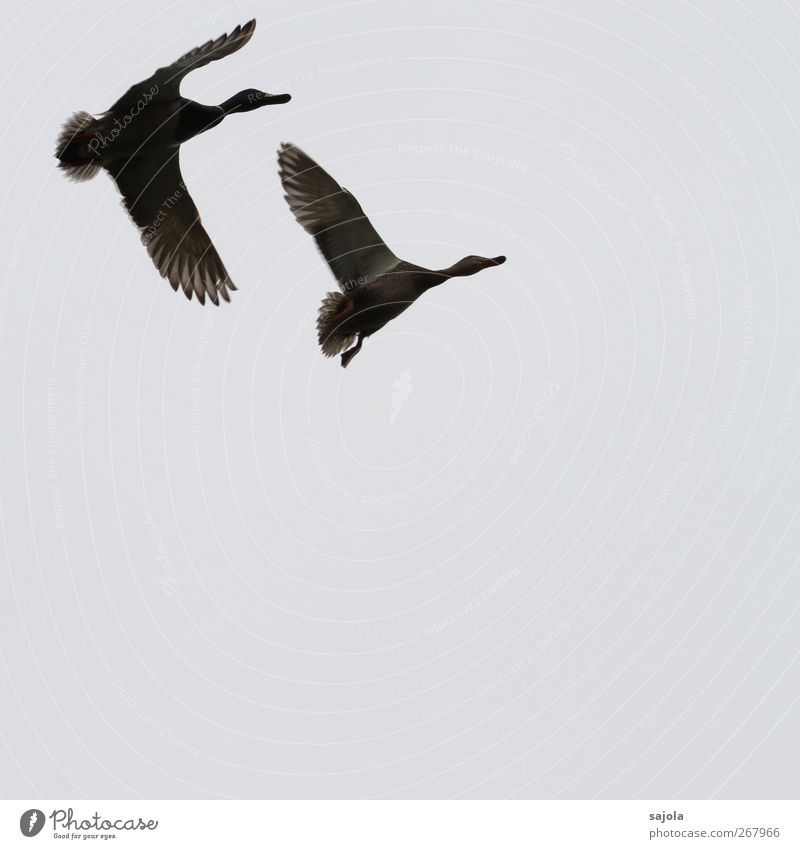 pair flight Animal Wild animal Bird Duck Mallard 2 Pair of animals Flying Spring fever Freedom Dynamics Rutting season Colour photo Subdued colour Exterior shot