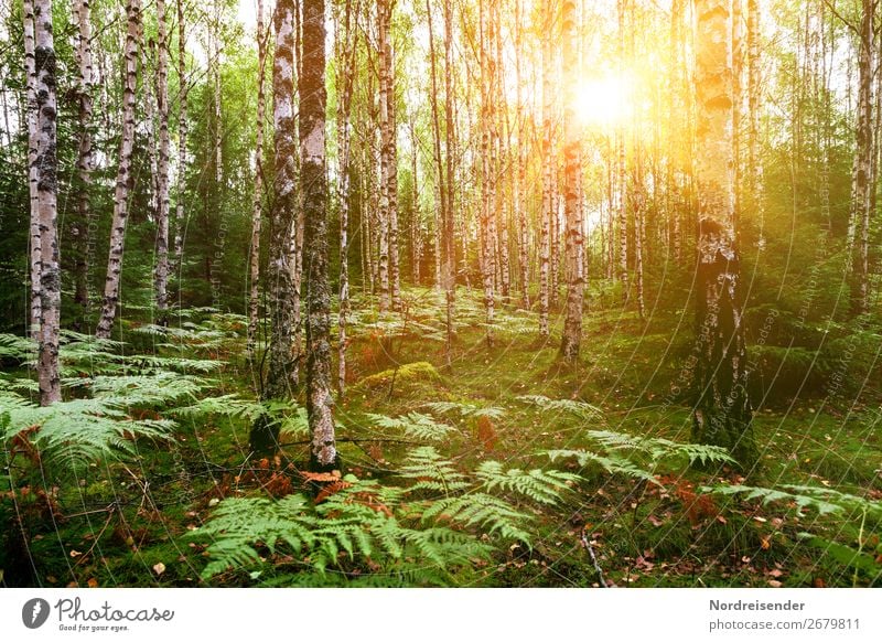 birch forest in spring Trip Summer Hiking Nature Landscape Plant Spring Beautiful weather Tree Grass Bushes Moss Park Forest Natural Idyll Moody Birch wood