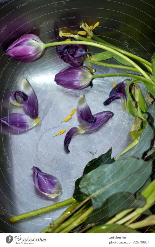 tulips Trash Biogradable waste Flower Bouquet Blossoming Deserted Copy Space Faded Throw away Broken Limp Water Float in the water Basin Sink Gift Stalk Leaf
