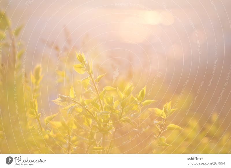 sun rapture Nature Plant Sun Sunrise Sunset Sunlight Spring Bushes Leaf Foliage plant Yellow Gold Green Smooth Easy Blur Double exposure Delicate Light green