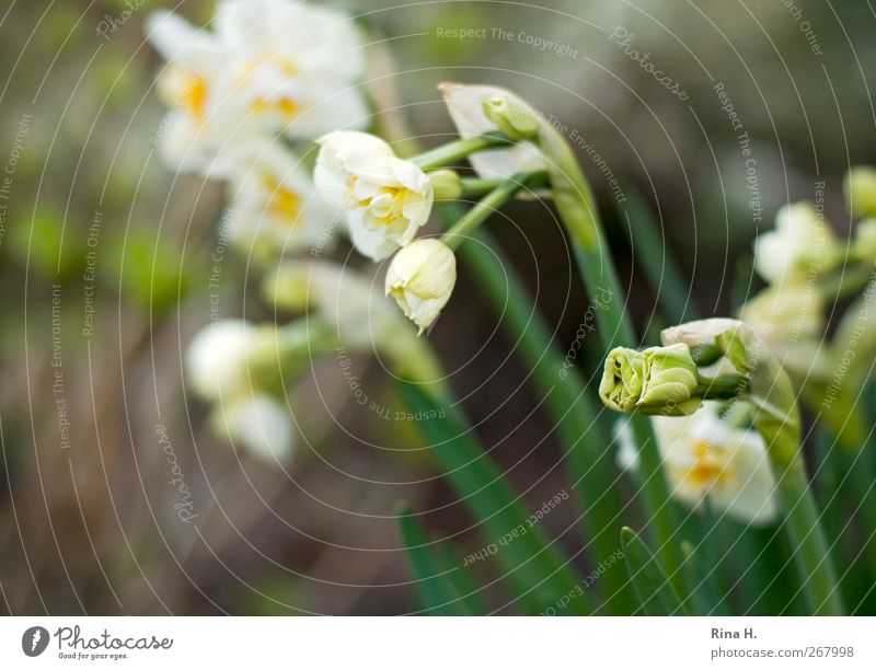 awake Environment Nature Plant Spring Narcissus Garden Blossoming Bright Yellow Green White Spring fever Anticipation Beginning Wake up Bud Colour photo