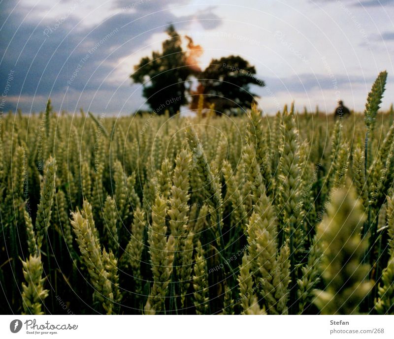 harvest time Field Tree Grain Harvest Evening Babisnauer Poplar